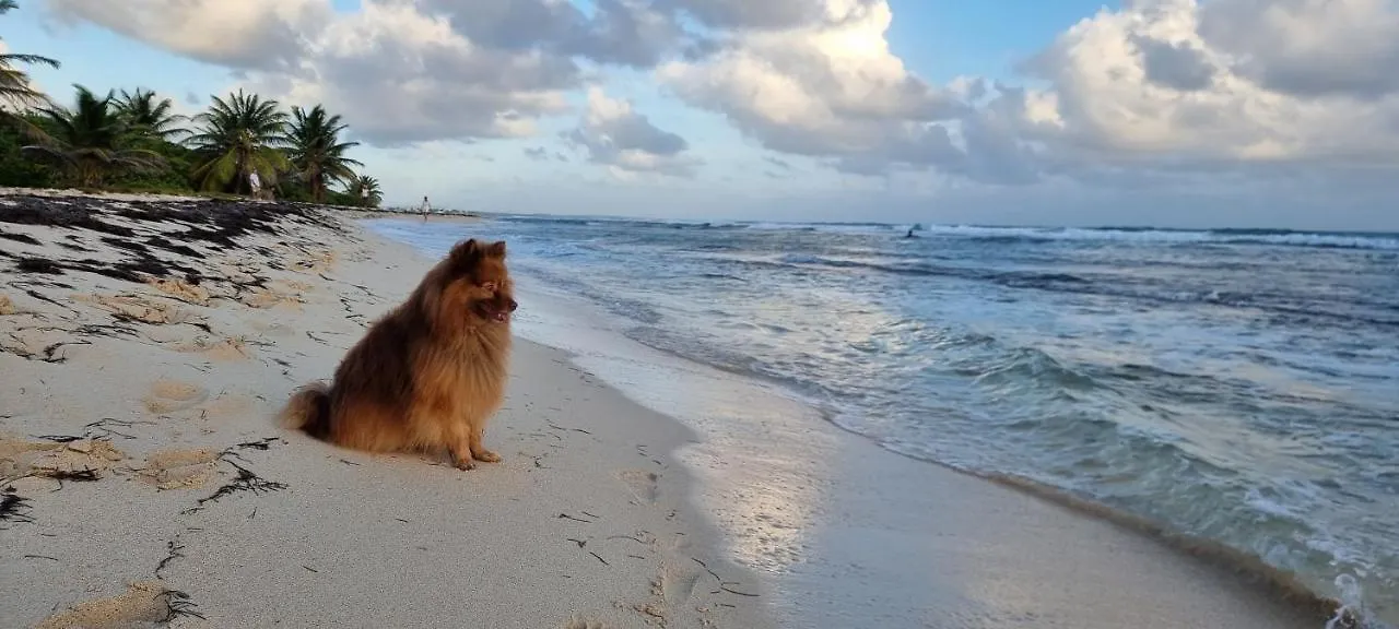 Superbe Studio Laya Vue Mer Belle-Allée